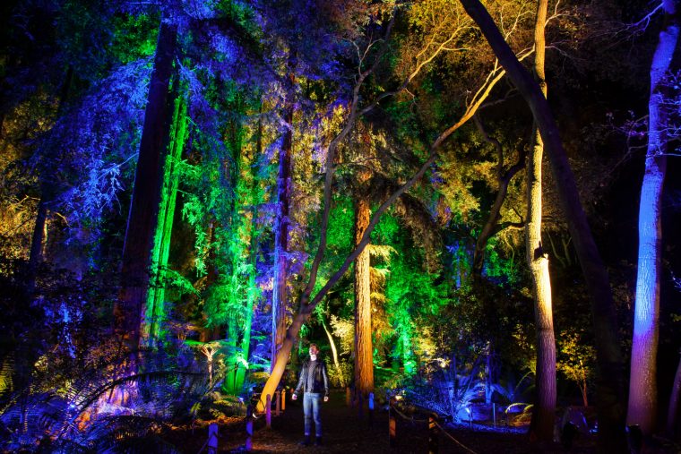 Ancient-Forest-760x507.jpg