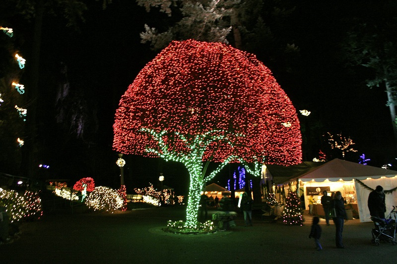 Grotto-Christmas-Lights-Tree.jpg
