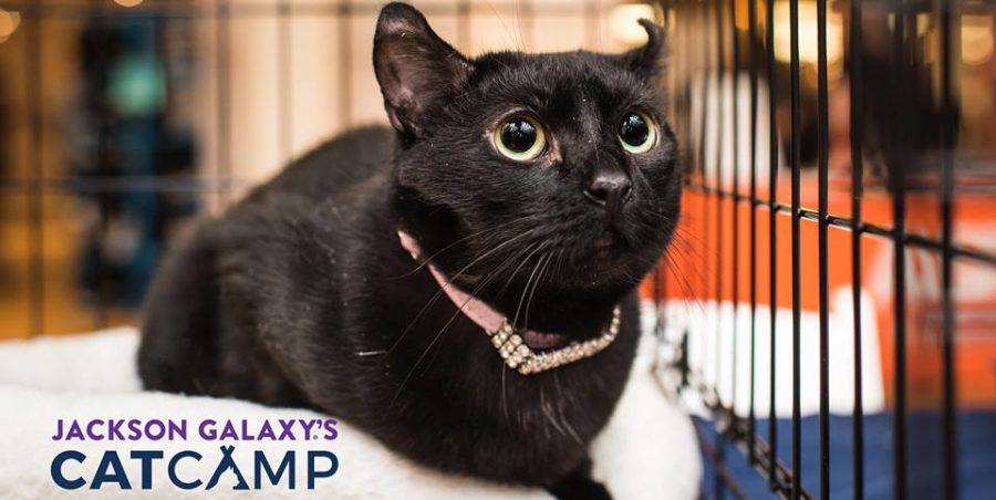 Jckson-Galaxy-cat-camp-900x452.jpg