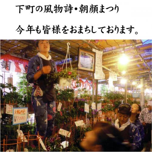 iriya_asagao_01.jpg