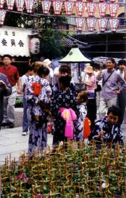 iriya_asagao_02.jpg