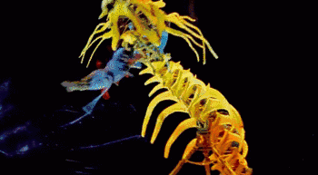 1526625519340398IHpP.gif 0b17524de5fe42068307f241ca1b2f67.gif