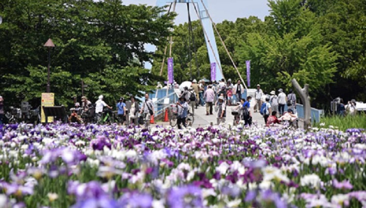 shoubumatsuri_main.jpg