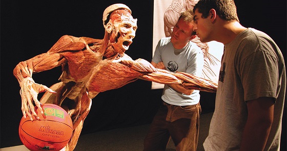 1542721891323472vCsL.jpg Visitors-at-BODY-WORLDS.jpg