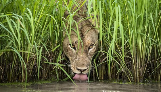 wild-life.jpg