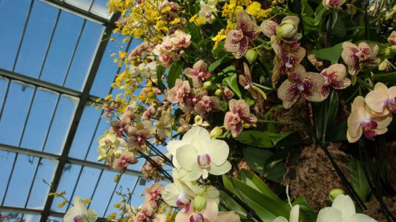 orchid-e1485064449988.jpg